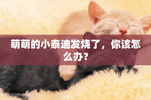 萌萌的小泰迪發燒了，你該怎么辦？