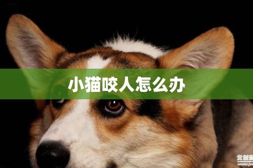 小貓咬人怎么辦