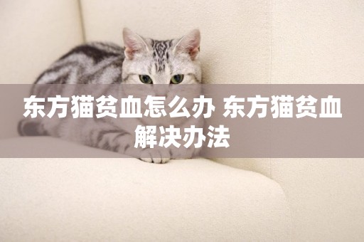 東方貓貧血怎么辦 東方貓貧血解決辦法