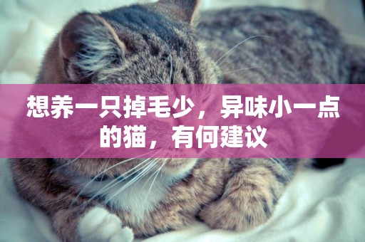 想養一只掉毛少，異味小一點的貓，有何建議