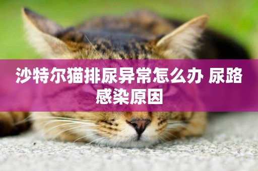 沙特爾貓排尿異常怎么辦 尿路感染原因