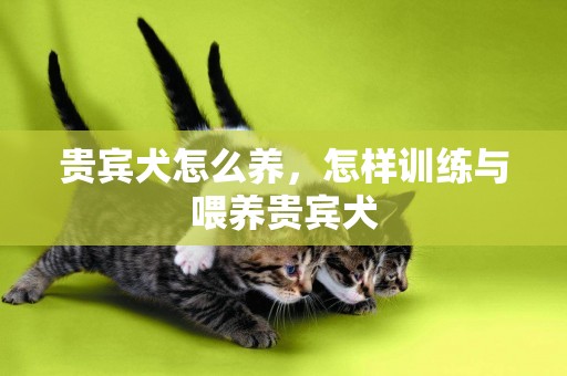 貴賓犬怎么養，怎樣訓練與喂養貴賓犬