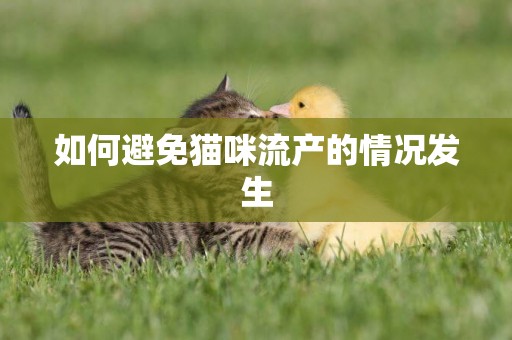 如何避免貓咪流產的情況發生