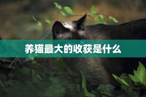 養貓最大的收獲是什么