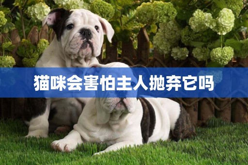 貓咪會害怕主人拋棄它嗎