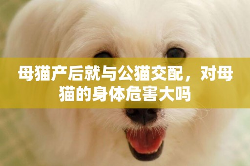 母貓產后就與公貓交配，對母貓的身體危害大嗎