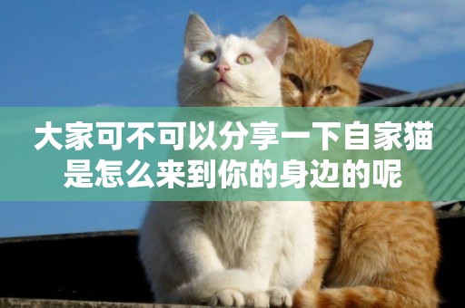 大家可不可以分享一下自家貓是怎么來到你的身邊的呢