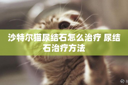 沙特爾貓尿結石怎么治療 尿結石治療方法