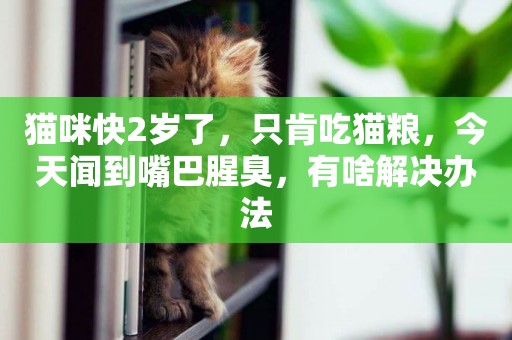 貓咪快2歲了，只肯吃貓糧，今天聞到嘴巴腥臭，有啥解決辦法