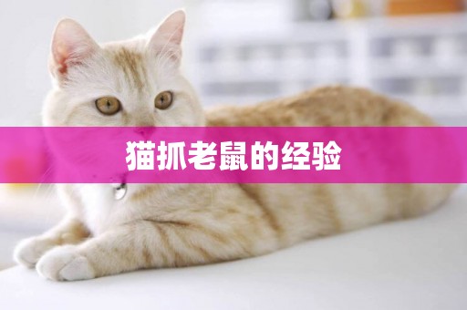 貓抓老鼠的經驗