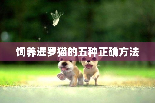 飼養暹羅貓的五種正確方法