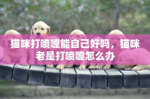 貓咪打噴嚏能自己好嗎，貓咪老是打噴嚏怎么辦