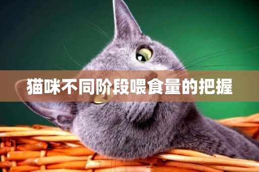 貓咪不同階段喂食量的把握