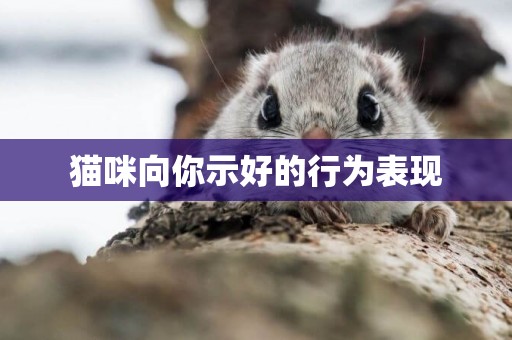 貓咪向你示好的行為表現