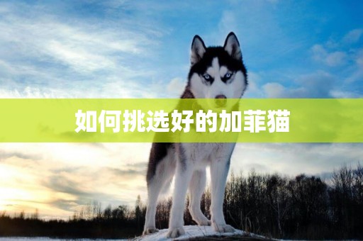 如何挑選好的加菲貓