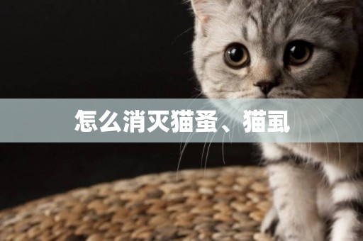 怎么消滅貓蚤、貓虱