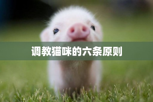 調教貓咪的六條原則