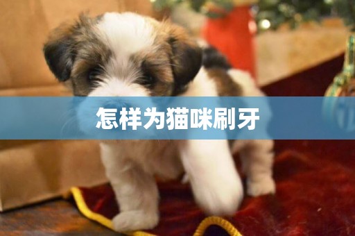 怎樣為貓咪刷牙