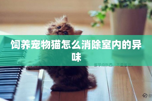 飼養寵物貓怎么消除室內的異味