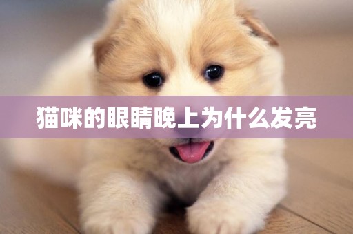 貓咪的眼睛晚上為什么發亮