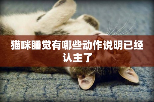貓咪睡覺有哪些動作說明已經認主了