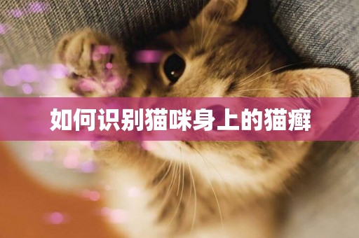 如何識別貓咪身上的貓癬