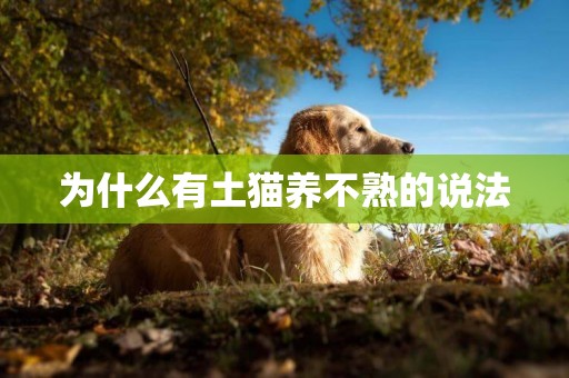 為什么有土貓養不熟的說法