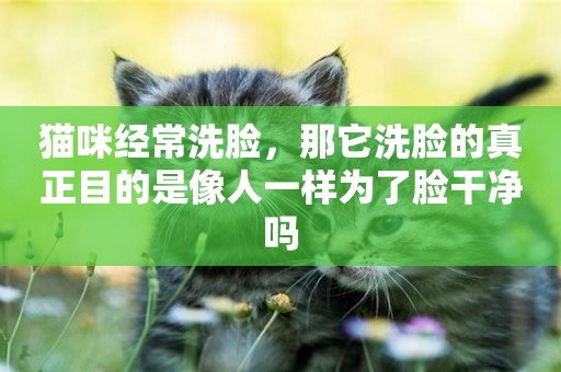 貓咪經常洗臉，那它洗臉的真正目的是像人一樣為了臉干凈嗎