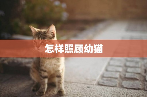 怎樣照顧幼貓