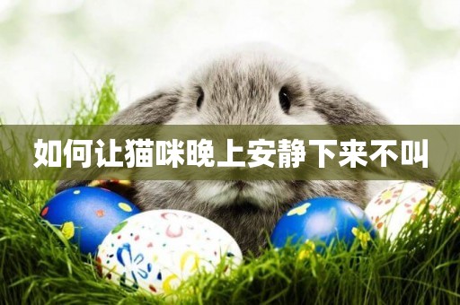如何讓貓咪晚上安靜下來不叫