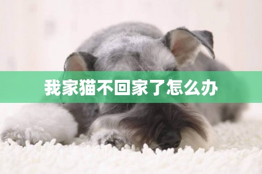 我家貓不回家了怎么辦