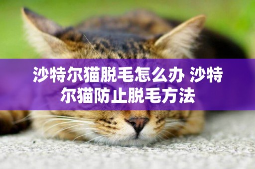 沙特爾貓脫毛怎么辦 沙特爾貓防止脫毛方法