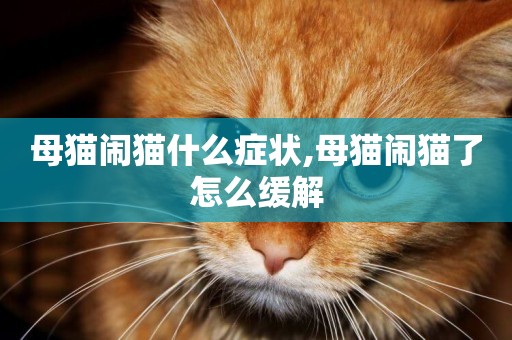 母貓鬧貓什么癥狀,母貓鬧貓了怎么緩解
