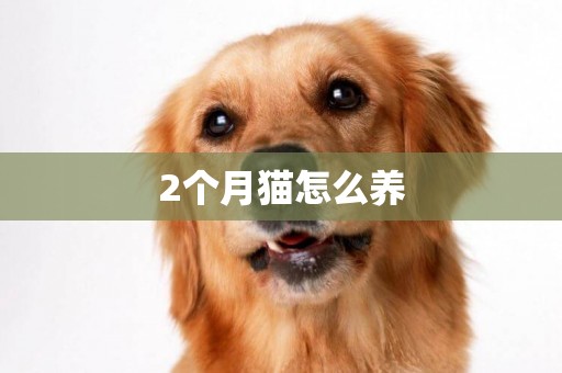 2個月貓怎么養