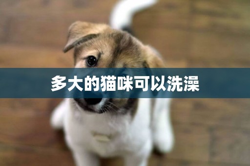 多大的貓咪可以洗澡
