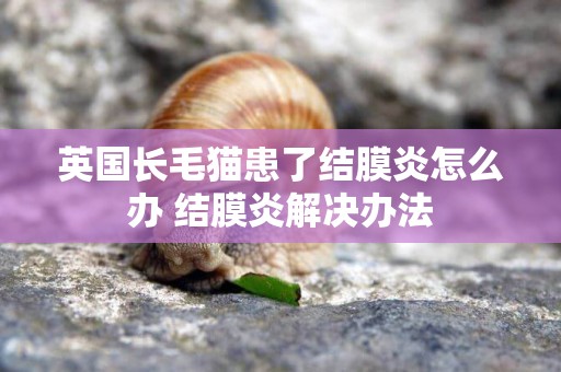 英國長毛貓患了結膜炎怎么辦 結膜炎解決辦法