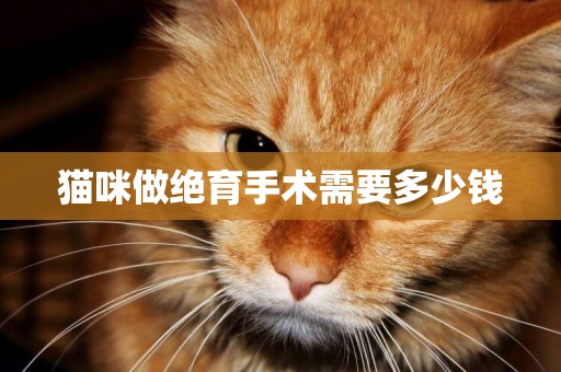 貓咪做絕育手術需要多少錢