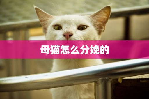 母貓怎么分娩的