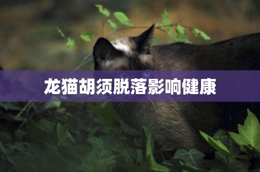龍貓胡須脫落影響健康