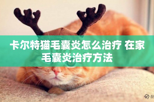 卡爾特貓毛囊炎怎么治療 在家毛囊炎治療方法