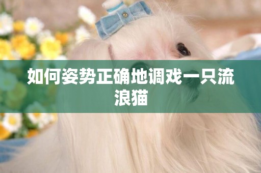 如何姿勢正確地調戲一只流浪貓