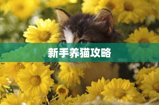 新手養貓攻略