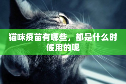 貓咪疫苗有哪些，都是什么時候用的呢