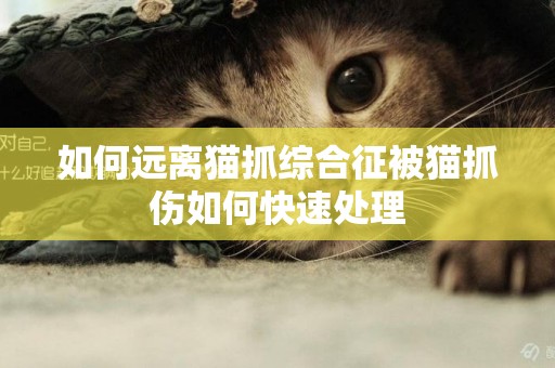 如何遠離貓抓綜合征被貓抓傷如何快速處理