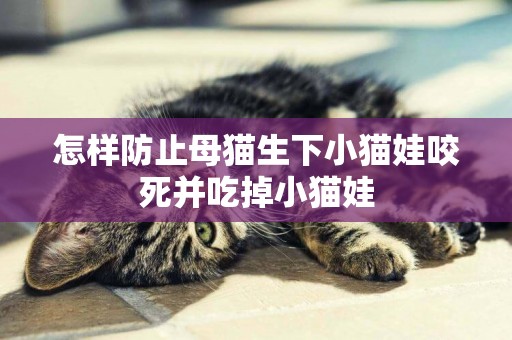 怎樣防止母貓生下小貓娃咬死并吃掉小貓娃
