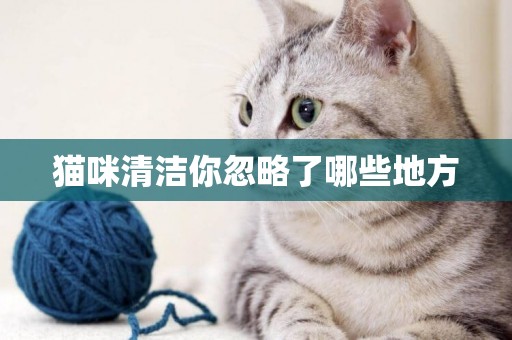 貓咪清潔你忽略了哪些地方