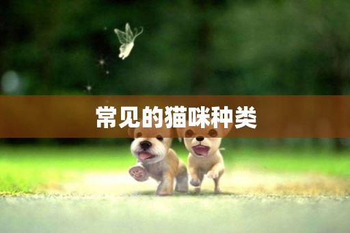 常見的貓咪種類
