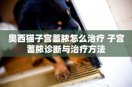 奧西貓子宮蓄膿怎么治療 子宮蓄膿診斷與治療方法