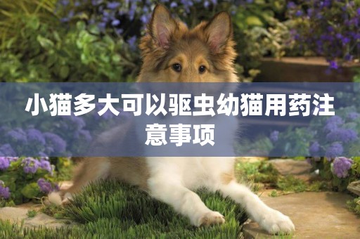 小貓多大可以驅蟲幼貓用藥注意事項