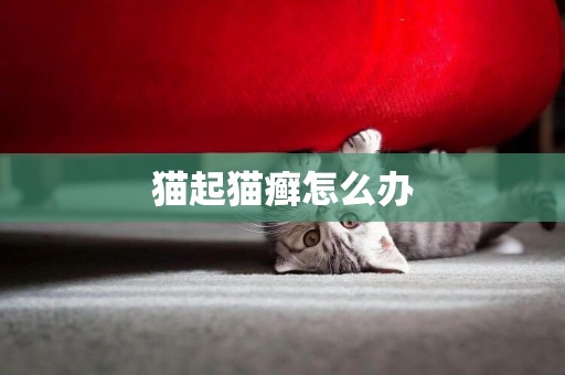貓起貓癬怎么辦